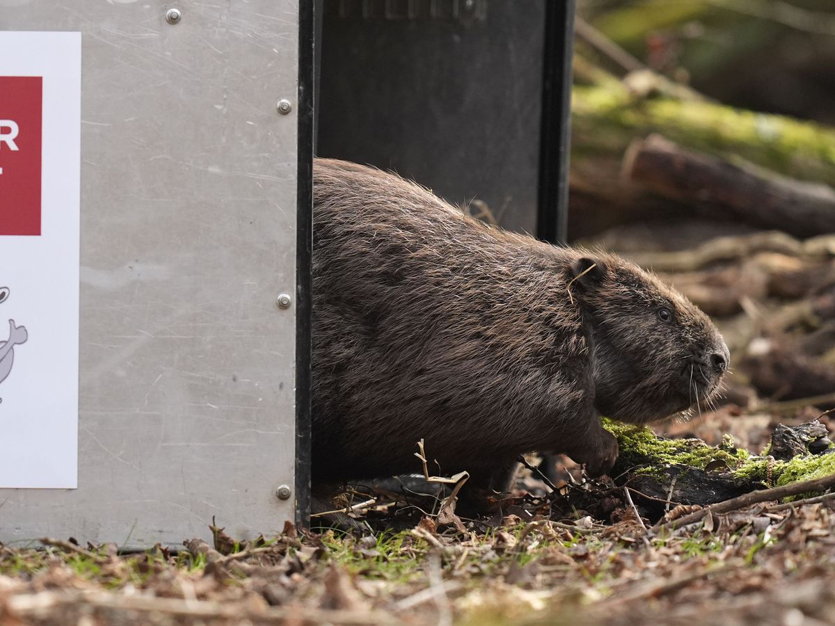 In Pictures: Beavers and Bridgerton lookalikes among animal highlights for 2025