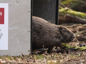 Supporting image for story: In Pictures: Beavers and Bridgerton lookalikes among animal highlights for 2025