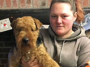 Supporting image for story: Ludlow breeder's relief after champion dog stolen to order is found