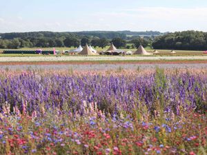 Supporting image for story: 'We can't stop the flowers growing!' Shropshire Petal Fields event brought forward due to predicted heatwave