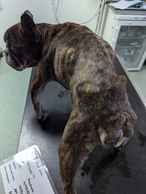 Boss had to be euthanised due to the severity of his condition. Photo: RSPCA