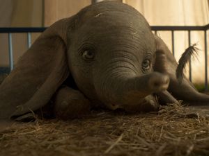 Supporting image for story: Telford Film Festival to include Bohemian Rhapsody, Greatest Showman, and Dumbo