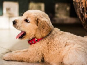 Supporting image for story: RSPCA fears pets face being made homeless