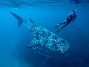 Supporting image for story: How atomic bombs made it possible for scientists to carbon date whale sharks