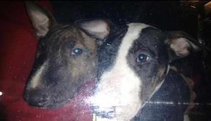 A closer view of two of the animals