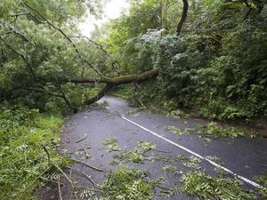 Supporting image for story: Shropshire road closed by fallen tree