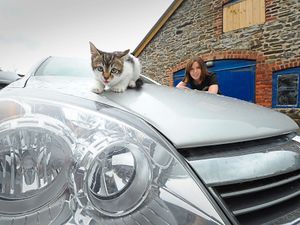 Supporting image for story: Listen to that engine purr: Kitten found under bonnet of car by Shrewsbury driver