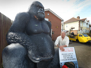 Supporting image for story: Heartbreak at theft of £300 charity cash from gorilla man Jake