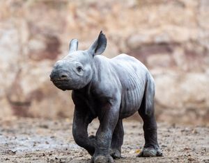 A new baby rhino was born at Chester Zoo. Photo: Chester Zoo