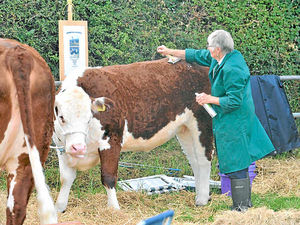 Supporting image for story: Farming Talk: Mud failed to deter crowds at farm show