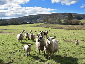 Supporting image for story: Government invests £22m in innovation to transform farming