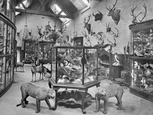 Supporting image for story: Peplow: Mystery of the museum that went missing