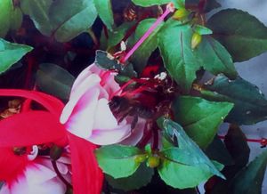 Judges commended 10-year-old Grace Newcombe for her photo of a bee harvesting fuchsia flower