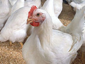 Supporting image for story: Bird flu cases confirmed among poultry and wild birds in Wrexham