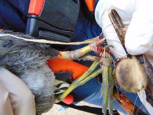 Injured moorhen