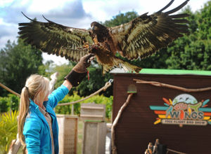 Making his entrance during the 'Wild Wings free flight bird show', is new recruit 'Philippe', a bald eagle, with head keeper Alice Spark, of Tettenhall