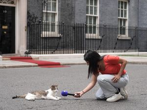 Supporting image for story: Larry the cat marks 15 years as No 10’s chief mouser