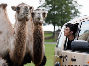 Supporting image for story: Union J’s Jaymi Hensley gets up close and personal with resident camels at West Midland Safari Park - in pictures