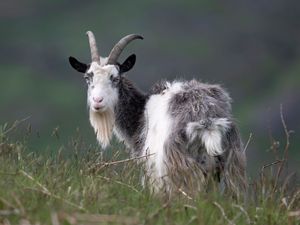 Supporting image for story: Ancient wild goat added to rare breeds watchlist to support conservation