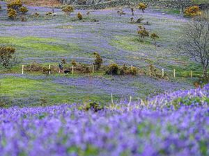 Supporting image for story: Parties ‘Awol’ on environment, charity warns as poll highlights voters’ concern