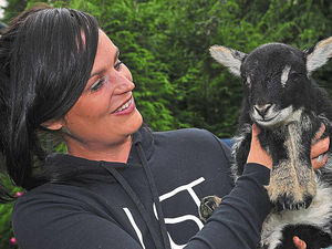 Supporting image for story: Shropshire mystery as lamb baa-rn on the fourth of J-ewe-ly