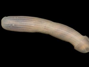 Supporting image for story: Scientists found a deep sea creature that looks like a human body part and the internet can't contain itself