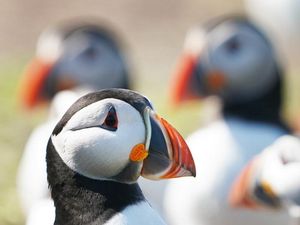 Supporting image for story: Study of 10,000 birds suggests evolution is ‘predictable process’