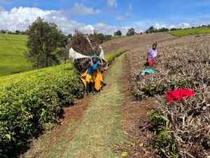 Supporting image for story: UK-backed project turning Kenya tea waste into clean energy and fertiliser