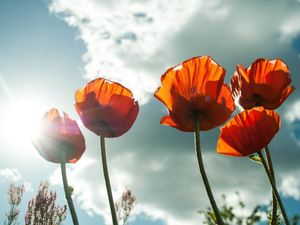Supporting image for story: Alterations made to Remembrance parades through Shropshire