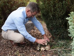 Supporting image for story: Staffordshire garden centre explains how to turn Christmas trees into wildlife havens