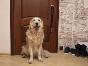 Supporting image for story: LETTER: Be careful with pets during crisis