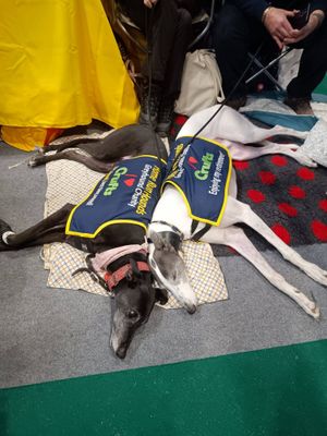 The greyhounds showed of their 'active' side!