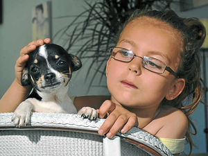 Supporting image for story: Carnival joy turns to heartbreak as Telford family's dogs stolen