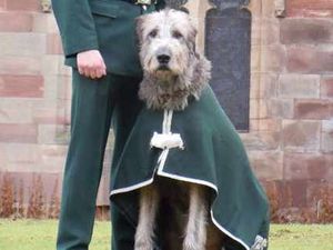 Supporting image for story: Shropshire-based Royal Irish Regiment seeks new mascot