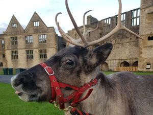 Supporting image for story: Reindeer prepare for the festive season at Dudley Zoo
