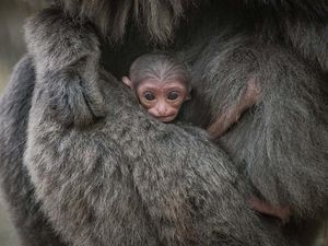 Supporting image for story