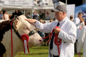 Good boy - A pat on the head for a Hereford cow from a competitor in the ring. Image by Andy Compton