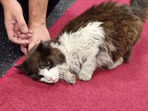 Supporting image for story: Lost cat embarks on eight-mile bus journey