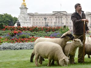 Supporting image for story: These sheep aren’t just helping London’s biodiversity, they’re also completely adorable