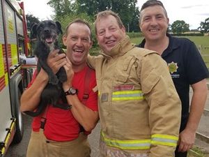 Supporting image for story: Staffordshire crews rescue dog stuck on steep embankment