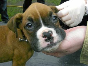 A puppy kept by the Harpers at their former home