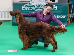 Birmingham National Dog Show 2025. Photo: Ian Knight/Z70 Photography