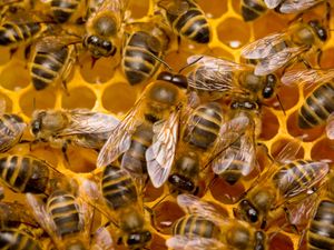 Supporting image for story: Millions of bees escape after lorry overturns