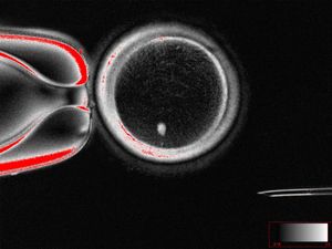 Supporting image for story: Scientists find way to fertilise eggs made from genetic material of skin cells