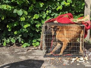 Supporting image for story: RSPCA reports hundreds of cases of cruelty to county dogs last year