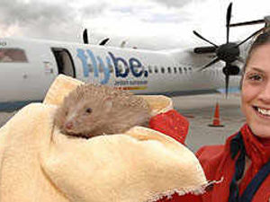 Supporting image for story: Blondie is going home
