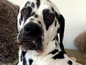 Supporting image for story: Telford dog owner's warning for walkers after Dalmatian's tetanus struggle
