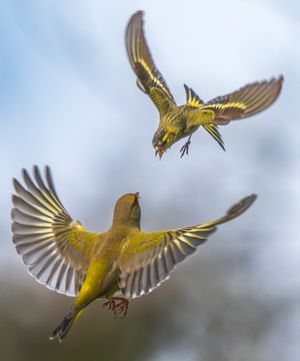 Two birds can be seen getting into a flap after an angry blackcap karate kicked a greenfinch in the beak