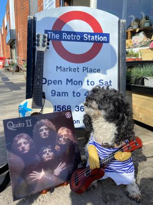Billy the Parti Poodle dressed up as Brian May from Queen to promote the launch of Retro Records at The Retro Station in Leominster.