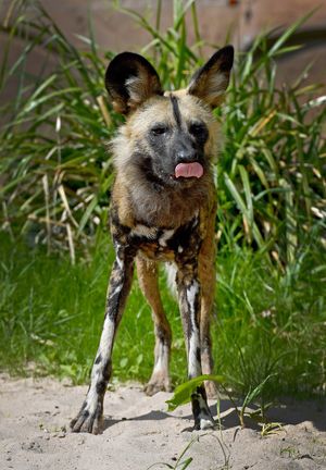 The painted dogs are Dudley Zoo's latest attraction